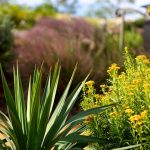 yucca gulf muhly and mint marigold