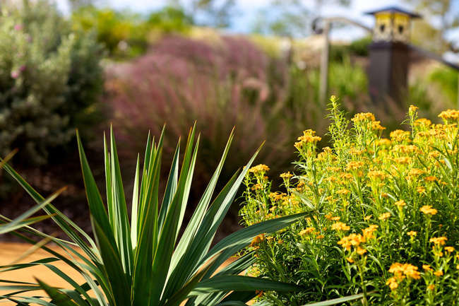 yucca gulf muhly and mint marigold