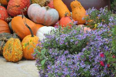 Fall Aster