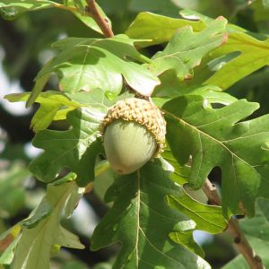 Bur Oak (Quercus macrocarpa)