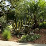 Stunning and dramatic striped agave