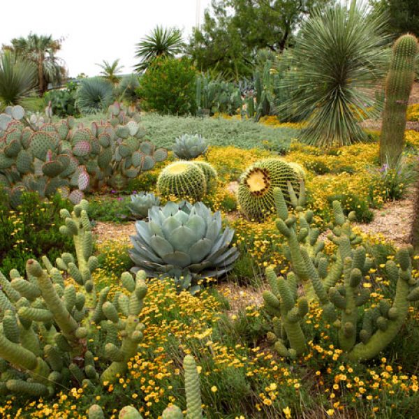 cactus-agave-damianita-carpet