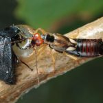 carrion beetle and earwig fighting each other