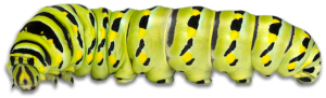 caterpillar caterpillar worm bright green with black and yellow markings