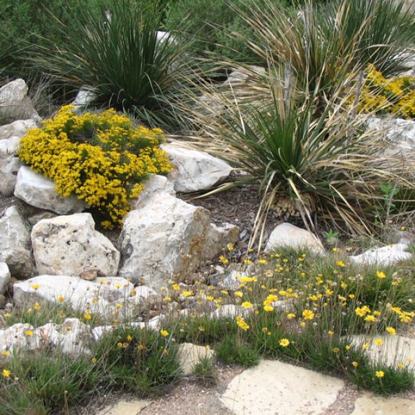 Damianita and Four Nerve Daisy in Rock Garden