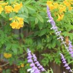 Esperanza, Blue Salvia in foreground