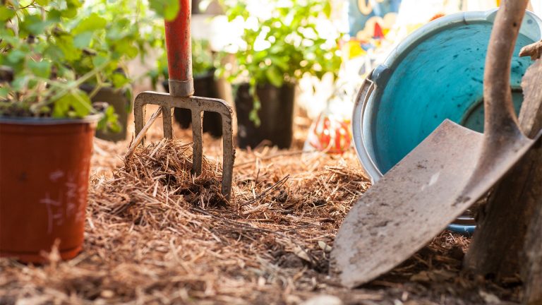 Plants, tools and tips for new gardeners.