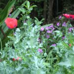 Giant Crinum and Poppies