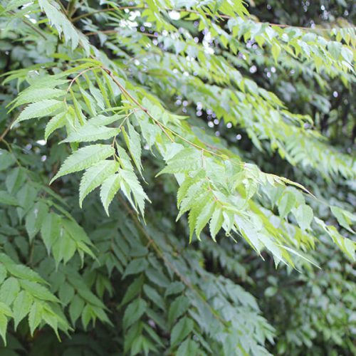 The Dirty Dozen | Garden Style San Antonio