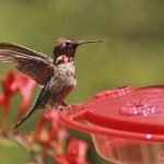 hummingbird feeder with yucca plant