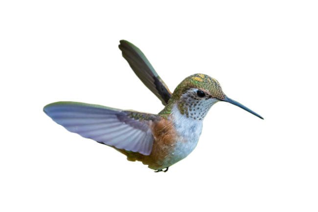 hummingbird png