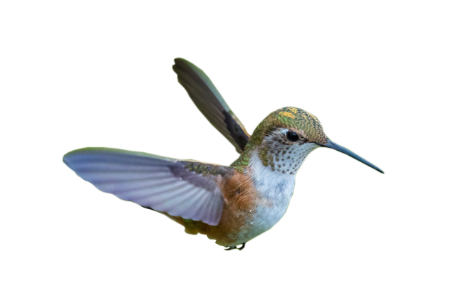 hummingbird png