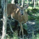 hungry deer coming out of the forest