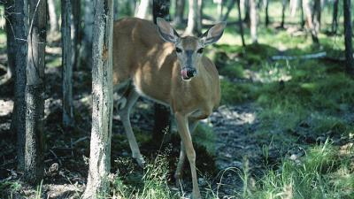 hungry deer coming out of the forest