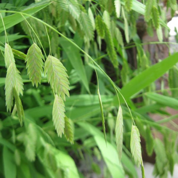 Inland Sea Oats