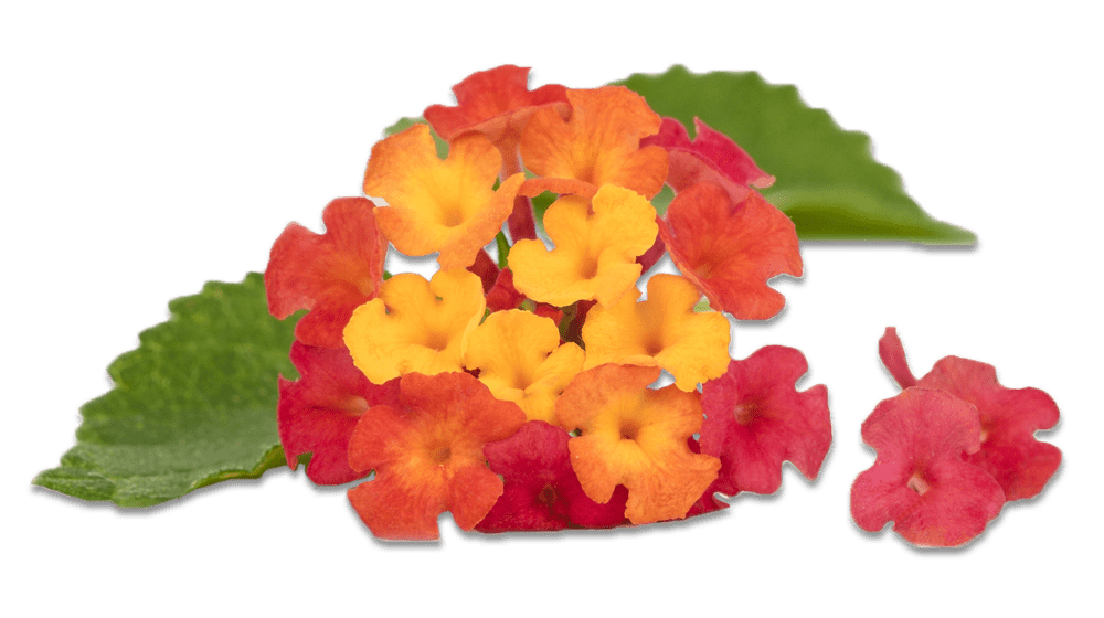 lantana big orange and red lantana png