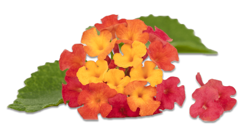 big orange and red lantana png