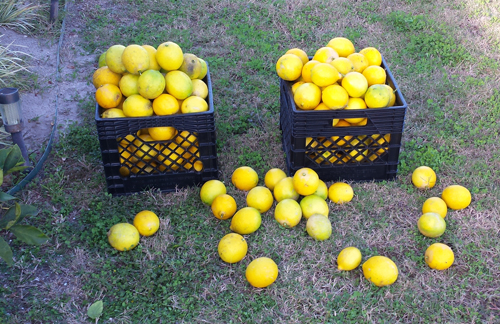 Lemon-crop-500x324