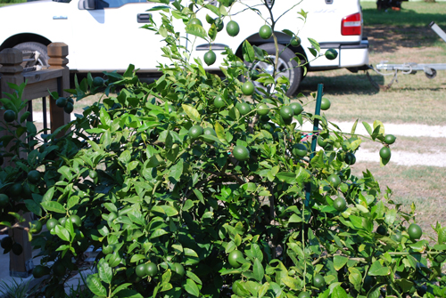 Lemon-Tree-Green-Fruit-500x335