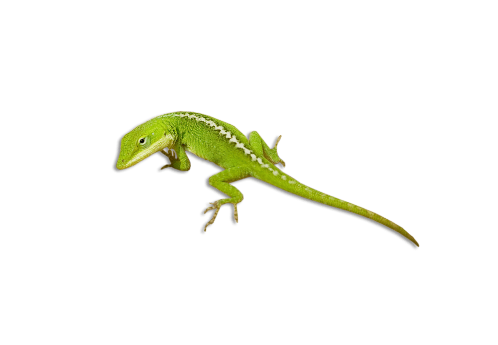lizard little green lizard png