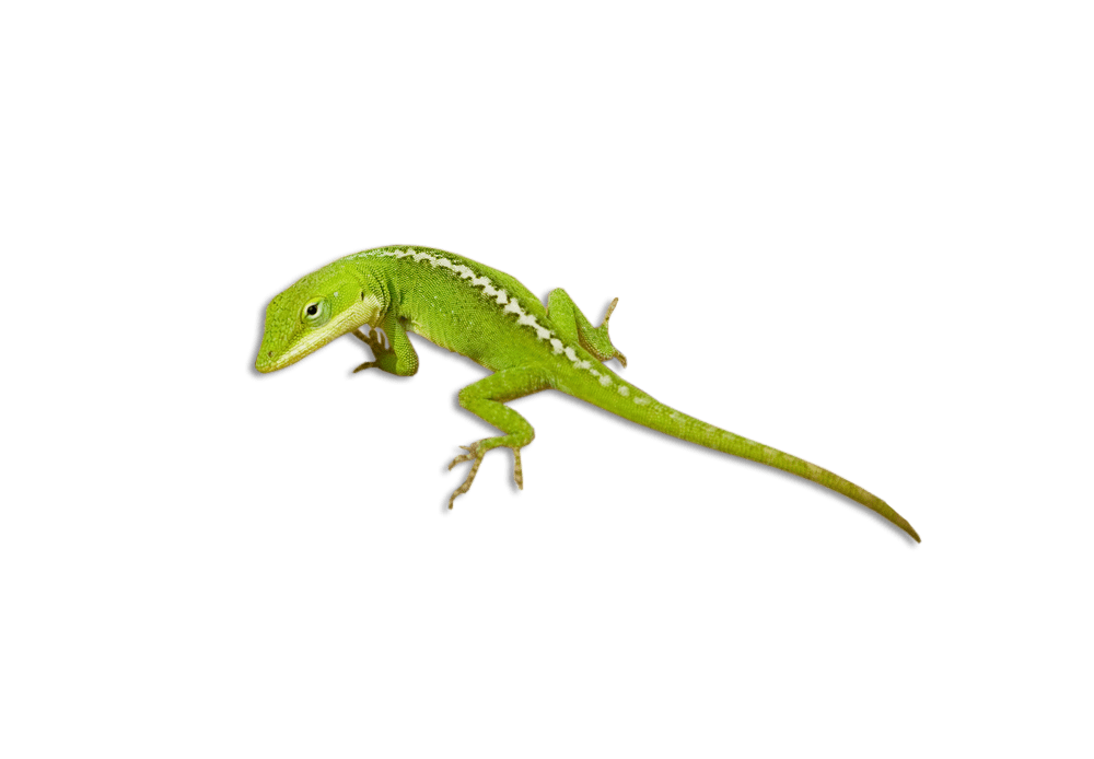 little green lizard png