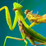 mantis capturing grasshopper