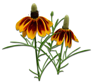 mexican-hats mexican hats flower isolated | SAWS Garden Style Conservation Water Saver San Antonio Texas