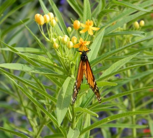 This monarch butterfly (Danaus plexippus) takes a break to feed on yellow milkweed (Asclepias curassivaca). If it is a female, the butterfly may also lay some eggs on the plant as well.