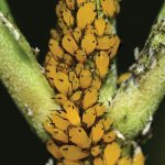 orange milkweed aphids