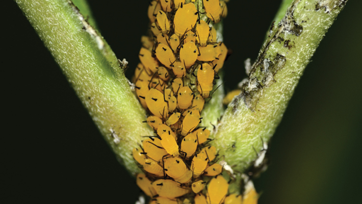 orange milkweed aphids