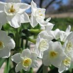 Paperwhites flowers