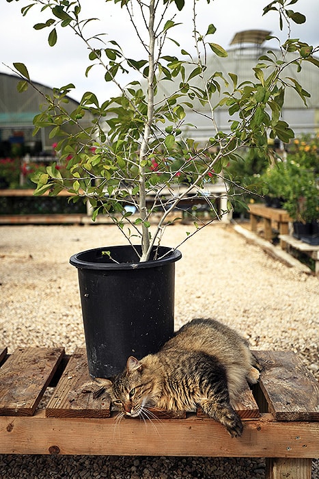cat lounging next to perfect possumhaw tree