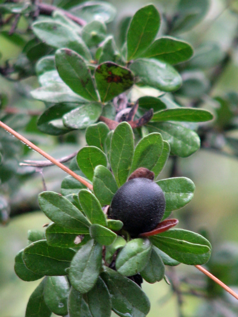 Texas Persimmon Tree