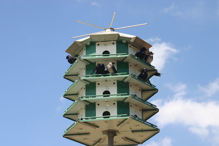 Purple Martin House