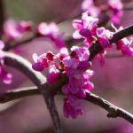 redbud blooms on tree