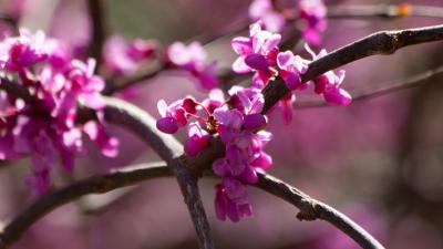 redbud blooms on tree