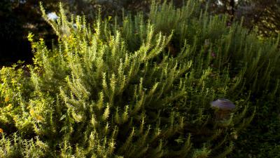 rosemary bush plant