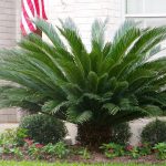 Sago Palm