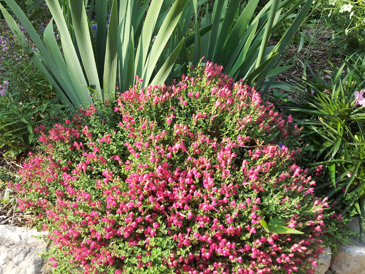 Skullcap Pink Scutelleria