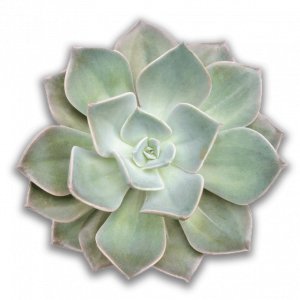 succulent succulent soft close up