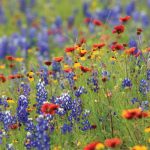 texas wildflowers including blue bonnets, indian blankets, yellow flowers