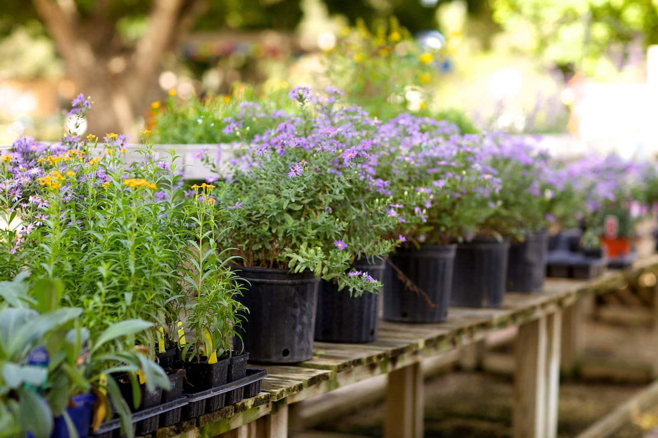 watersaver rewards potted flowers | SAWS Garden Style Conservation Water Saver San Antonio Texas