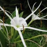 spider lily up close