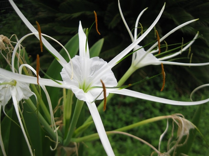 Spider lilies are an old fashioned flower with white blossoms that appear during mid-summer. Glossy leaves grow in attractive clumps generally up to 2 feet long. They thrive in semi-shady areas. This is a tough plant, but the foliage will melt if not protected during cold snaps.