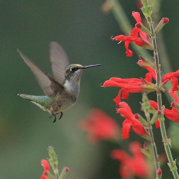 vermilion-sage-salvia-darcyi-1744x982