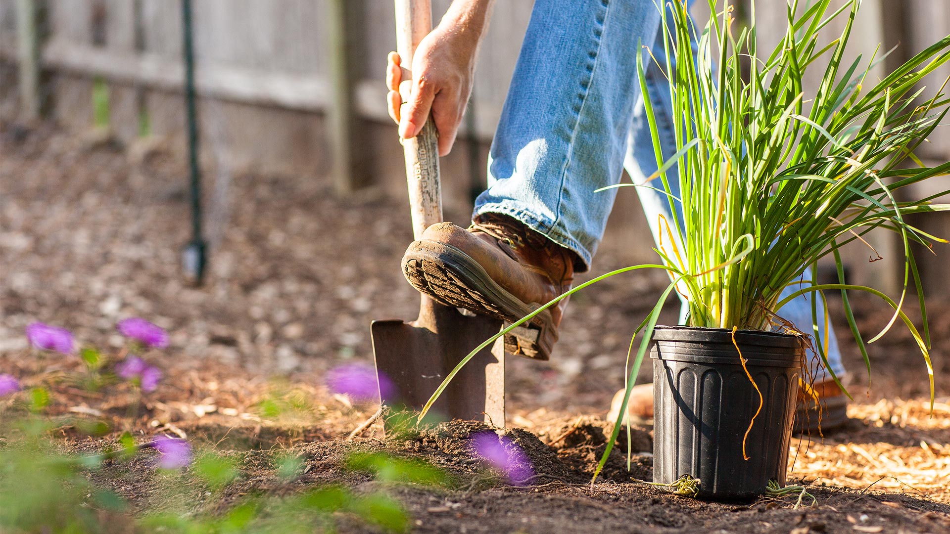 Digging a hole for planting with a sharpshooter shovel.