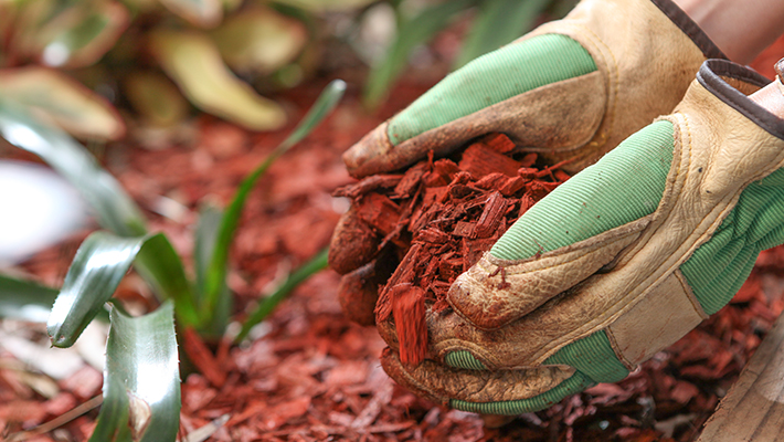 mulch