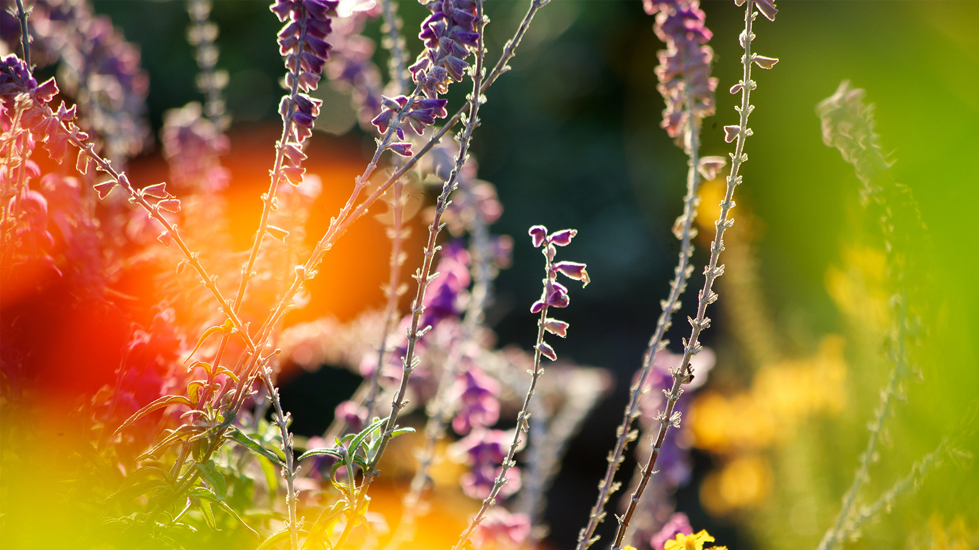 Water-saving plants