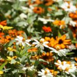 Annual "Profusion" zinnias provide a warm-colored palette for summer and autumn.