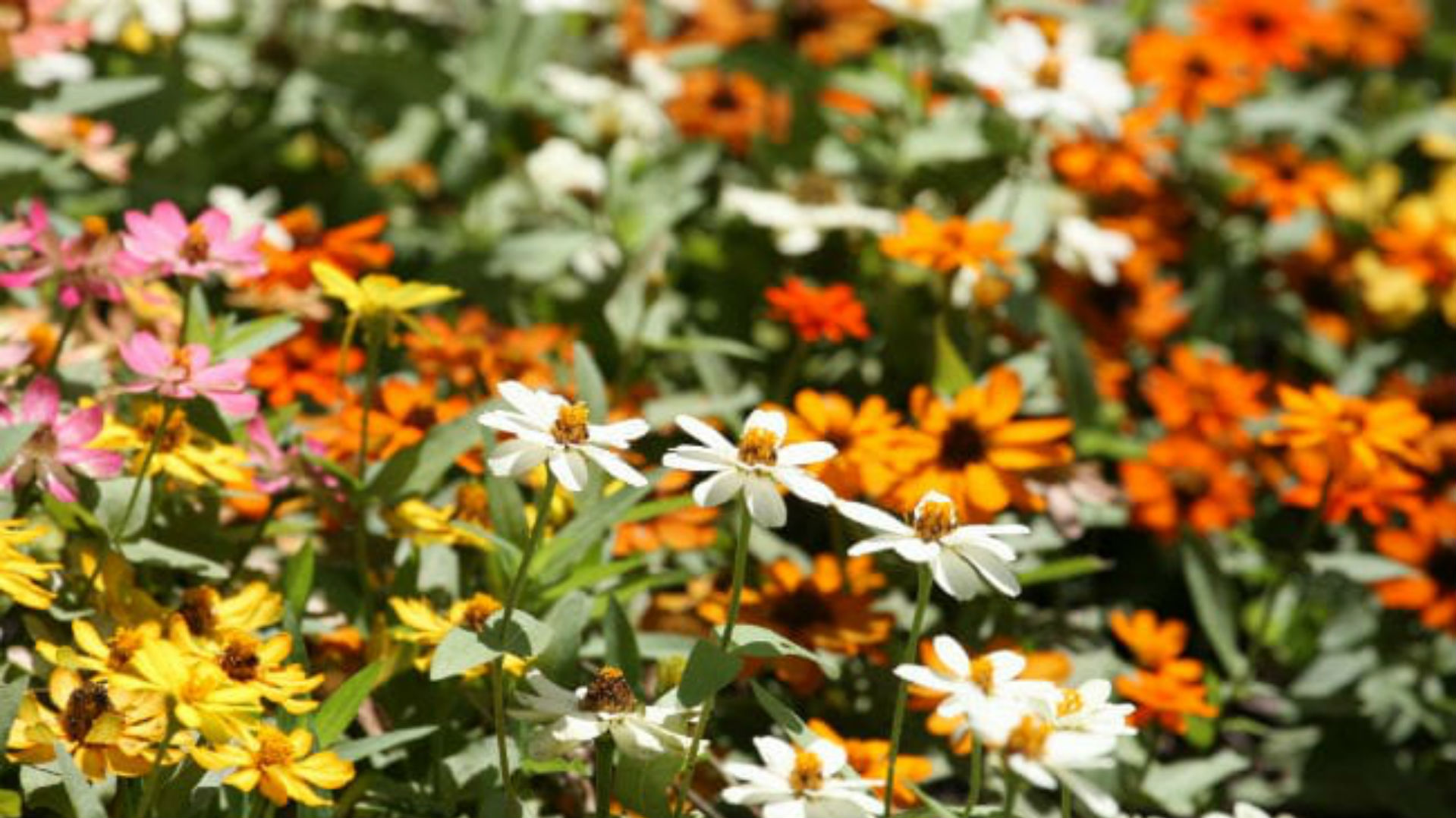 Annual "Profusion" zinnias provide a warm-colored palette for summer and autumn.